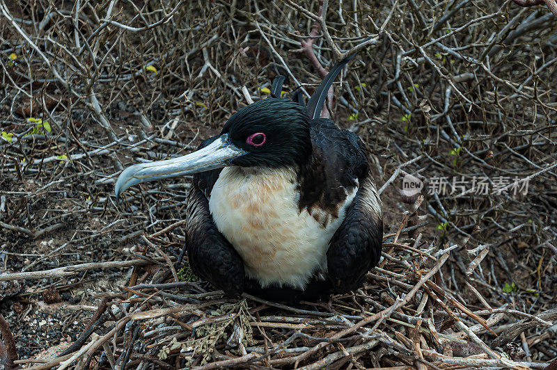 大军舰鸟(Fregata minor)是军舰鸟家族中的大型海鸟。主要的筑巢种群在热带太平洋，如夏威夷和Galápagos群岛。厄瓜多尔基诺维萨岛的塔岛。巢。